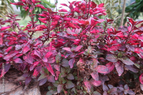 red and green leaves