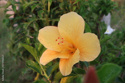 orange tiger lily