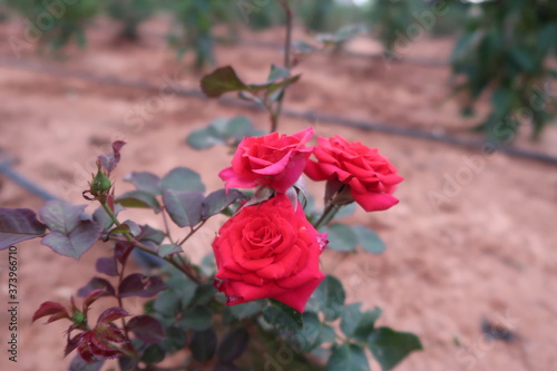 red rose in the garden
