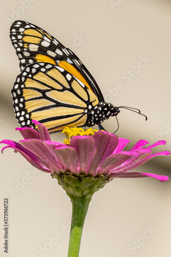 Wallpaper Mural Orange monarch butterfly perched on pink zinnia flower Torontodigital.ca