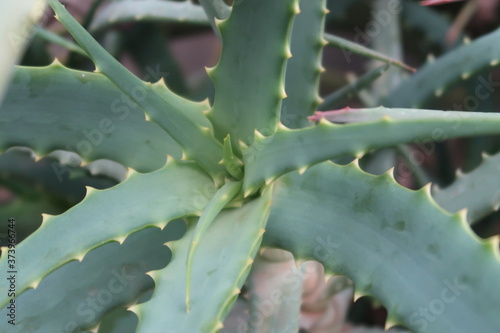aloe vera plant