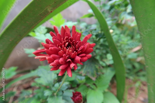 red and yellow flower