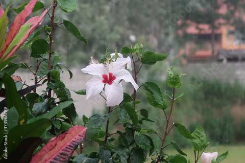 pink and white flowers