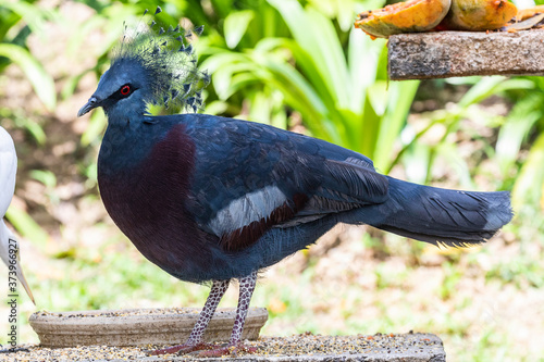 Photography Taman Burung, bird park, Malaysia, Kuala Lumpur
