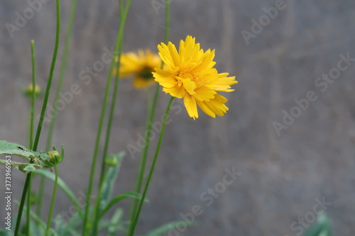 yellow flower in the grass