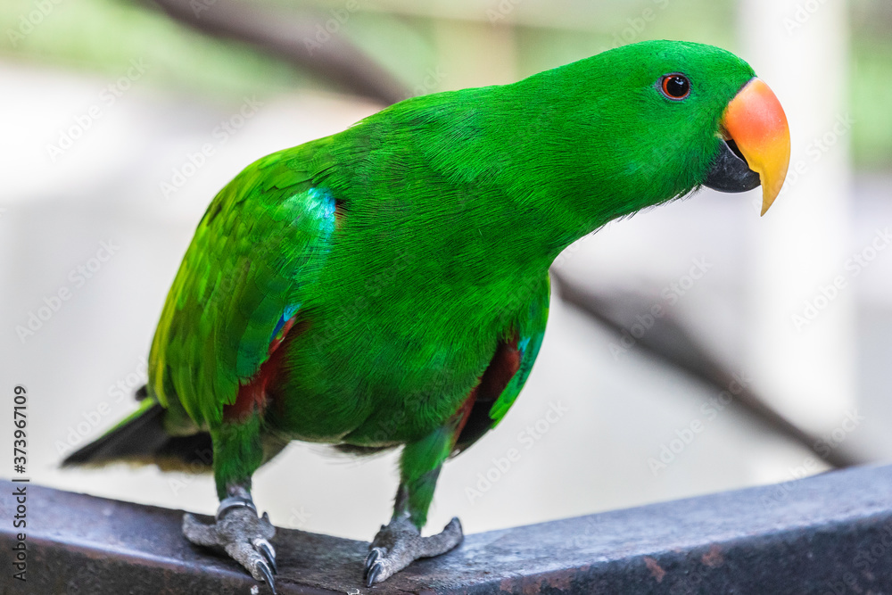 Taman Burung, bird park, Malaysia, Kuala Lumpur Taman Burung, bird park, Malaysia, Kuala Lumpur