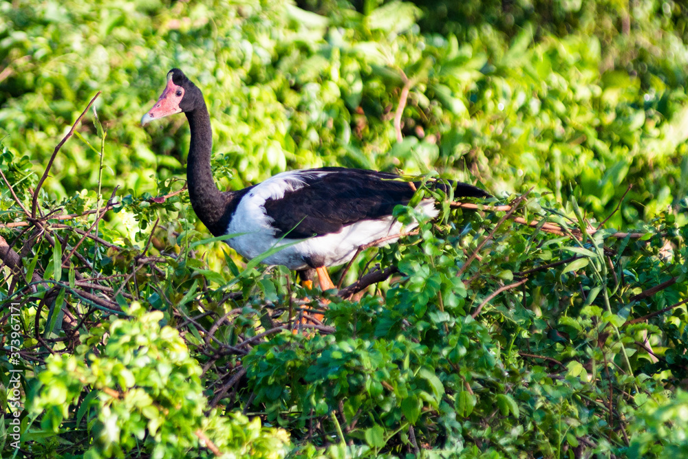 Fototapeta premium Magpie Goose (Anseranas semipalmata), Yellow Water Billabong, Kakadu National Park, Northern Territory, Australia.