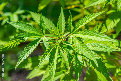 Medical marijuana pot plant growing in field on sunny day