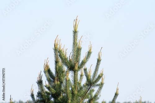 pine branches against blue sky
