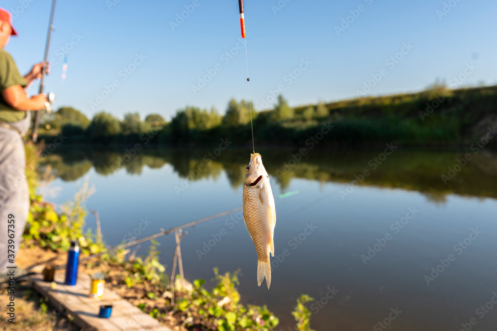 Crucian fish caught on bait by the lake, hanging on a hook on a fishing rod,  in the background an angler catching fishes. Stock Photo