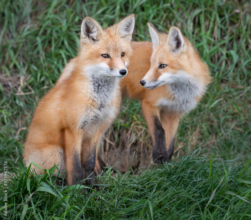 Fototapeta premium Red fox kit in the wild