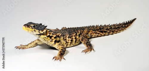 Photography Giant girdled lizard / Riesen-Gürtelschweif (Smaug giganteus) / (Cordylus gigant
