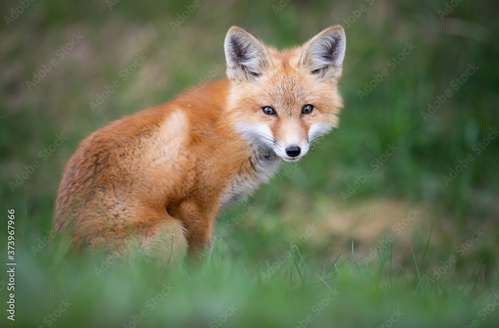 Obraz premium Red fox kit in the wild