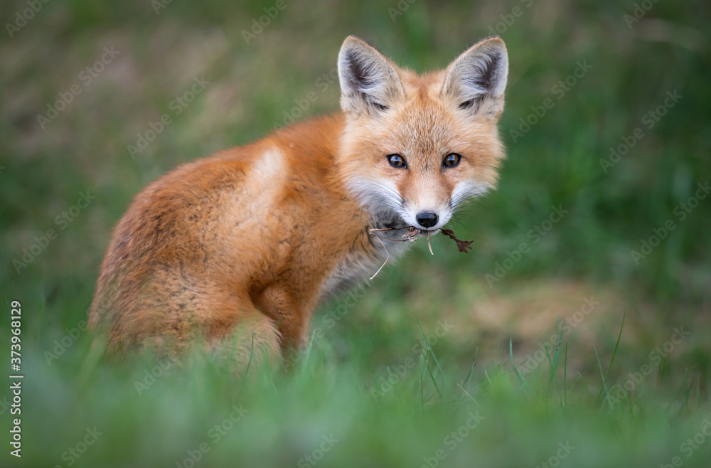 Red fox kit in the wild Red fox kit in the wild