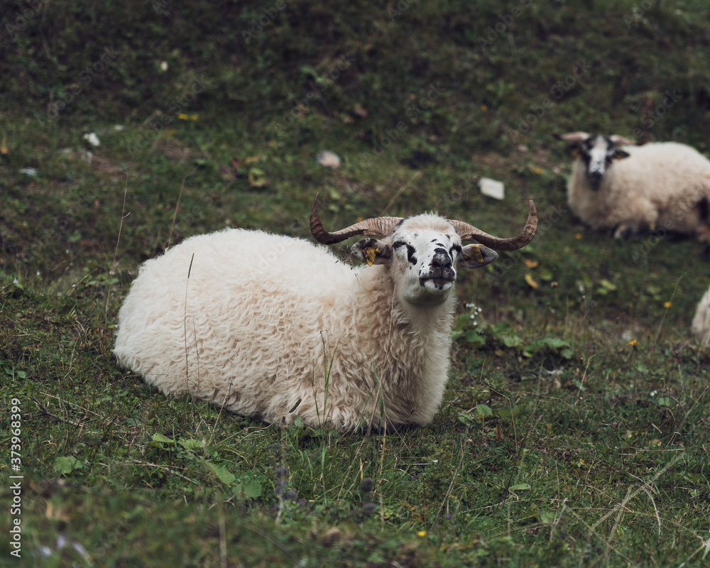 Fototapeta premium Owca