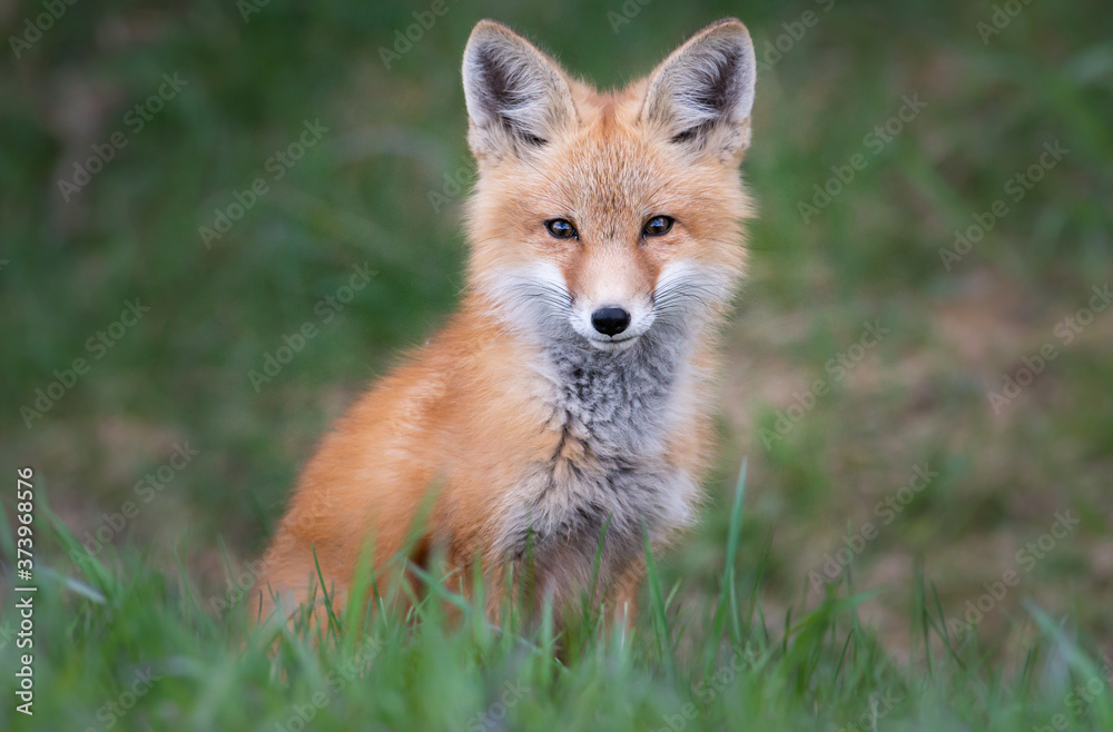 Red fox kit in the wild Red fox kit in the wild