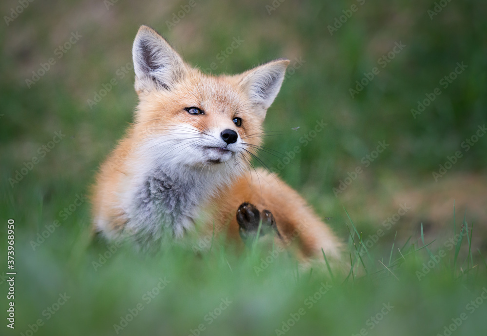 Red fox kit in the wild Red fox kit in the wild