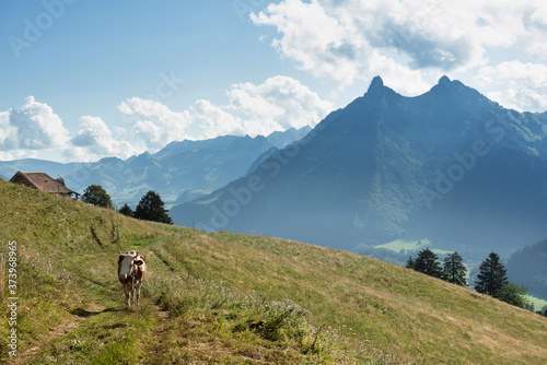 Swiss cow in Gruyere region  Switzerland 