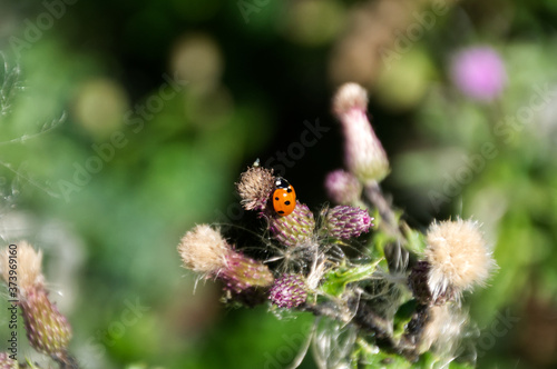 Ladybug on a Thistle