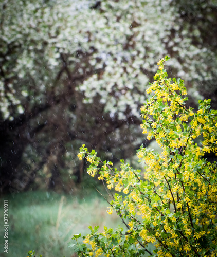 Bild auf Leinwand Blossoming garden under rainfall