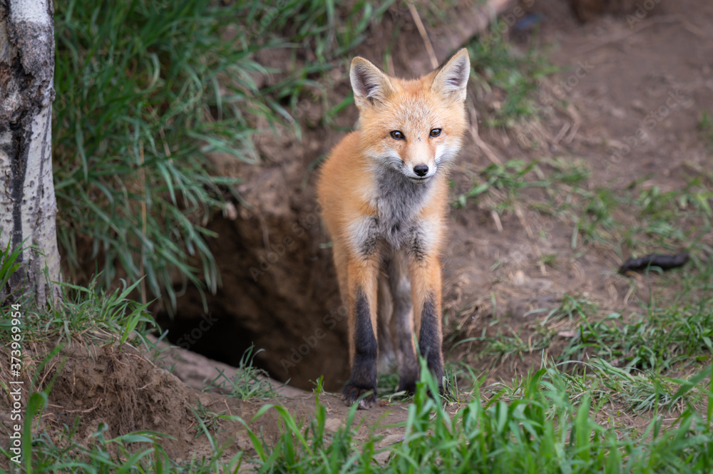 Red fox kit in the wild Red fox kit in the wild