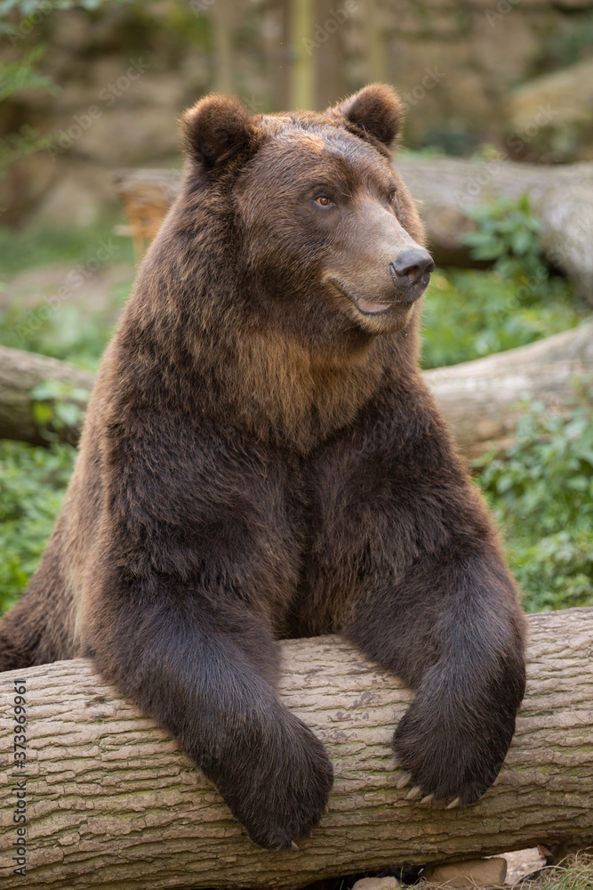 Fototapeta premium A siberian brown bear in Zoo Děčín