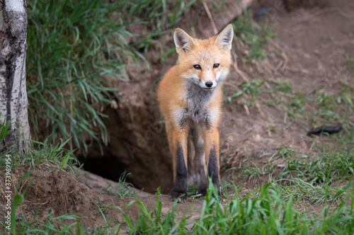 Red fox kit in the wild