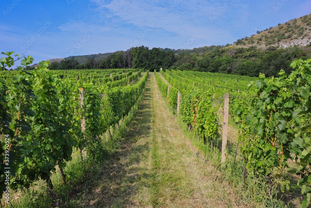 Vineyard in Palava Protected Landscape Area Arranged in Row. Green Plants of the Common Grape Vine (Vitis Vinifera) in South Moravia.
