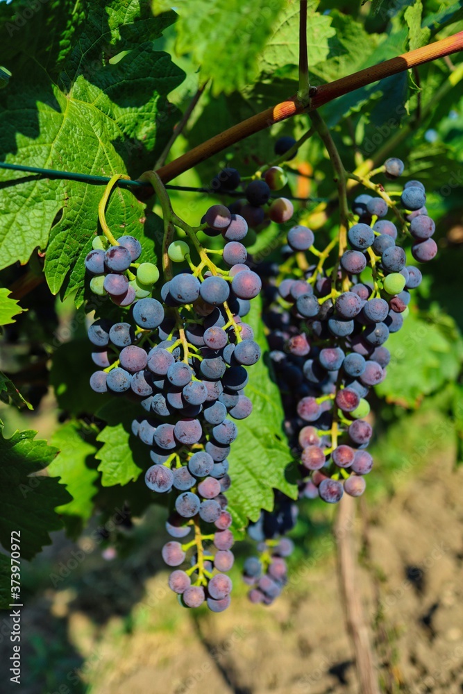 The Common Grape Vine (Vitis Vinifera) in Pálava Protected Landscape Area in Moravia, Czech Republic. Red Grapes in Czech Vineyard.