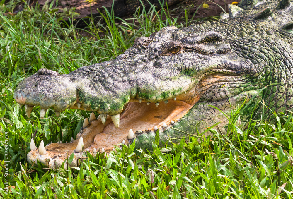 Fototapeta premium Saltwater crocodile close up in Kakadu, Northern Territory, Australia. 