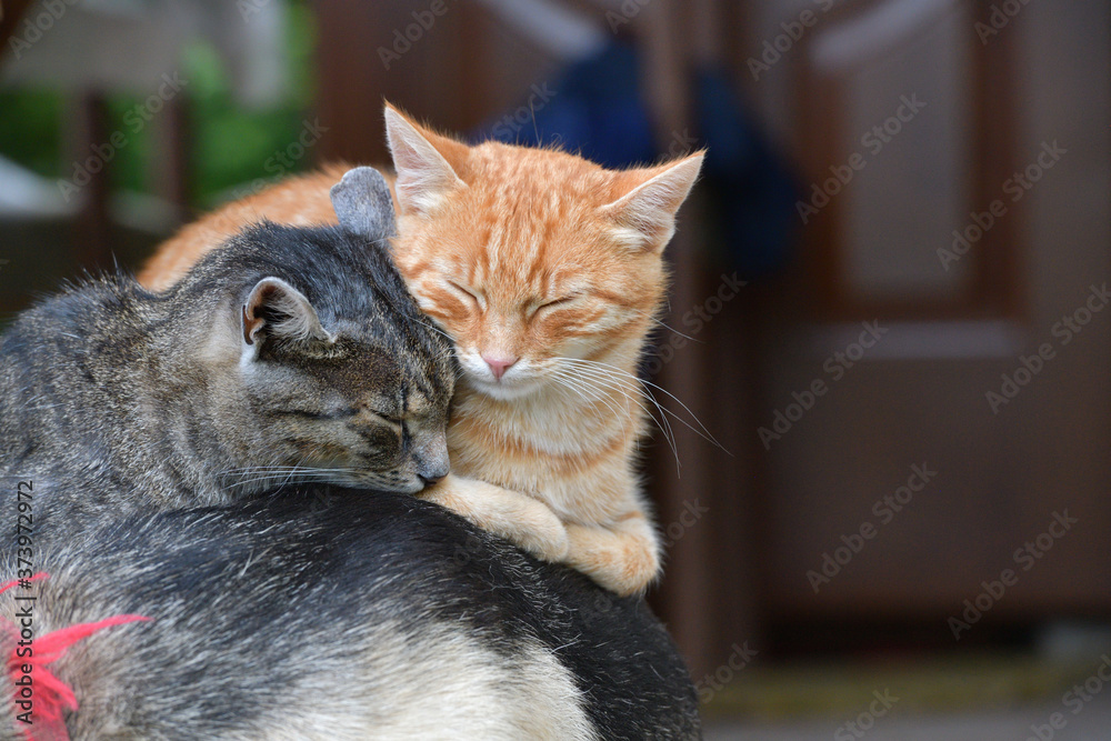 Two domestic cats to snuggle each other and show love