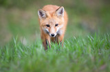 Red fox kit in the wild