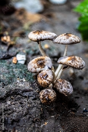 mushroom close view looks awesome