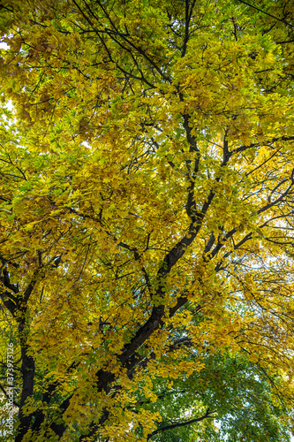 Maple Tree (Acer spec.) in Early Autumn