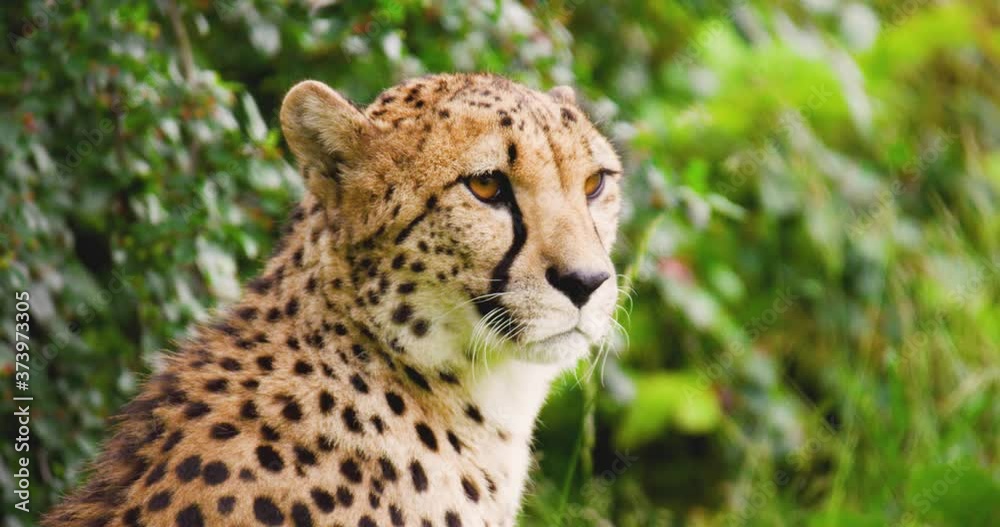 Close-up of cheetah against plants in forest Close-up of cheetah against plants in forest