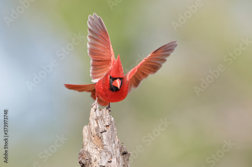 Northern Cardinal (Cardinalis cardinalis) male wingspread, South Texas, USA