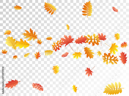 Oak, maple, wild ash rowan leaves vector, autumn foliage on transparent background.