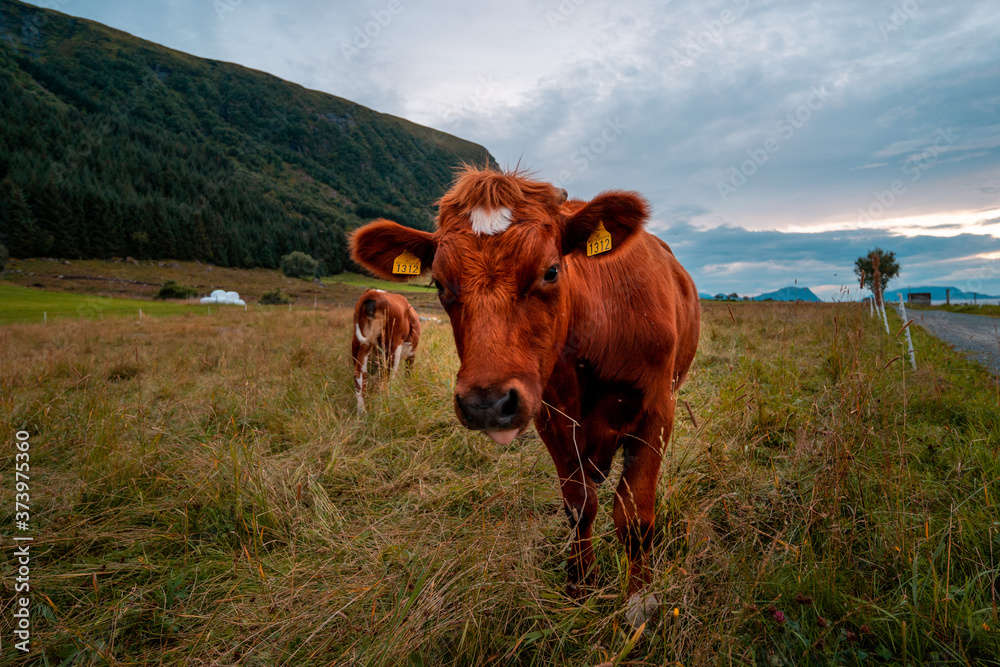 bull on the green field mountain area at sunset bull on the green field mountain area at sunset