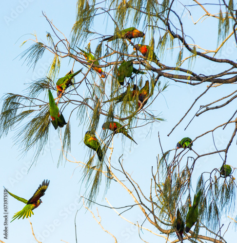 Fotografie, Tablou Lorikeets swarming in the tree above at Byron Bay, New South Wales, Australia