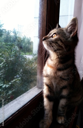cat looking out window