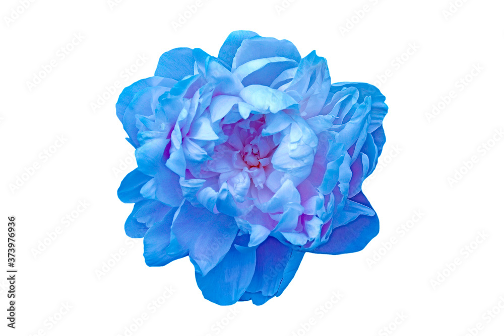 Obraz premium blue peony isolated on white background