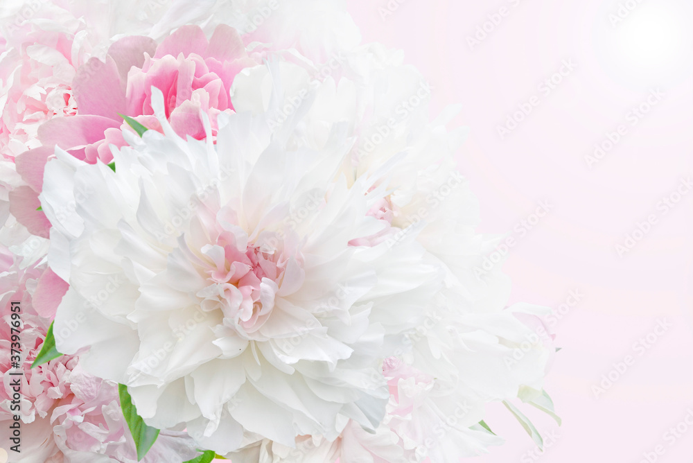 bouquet of pink and white peonies on pink background