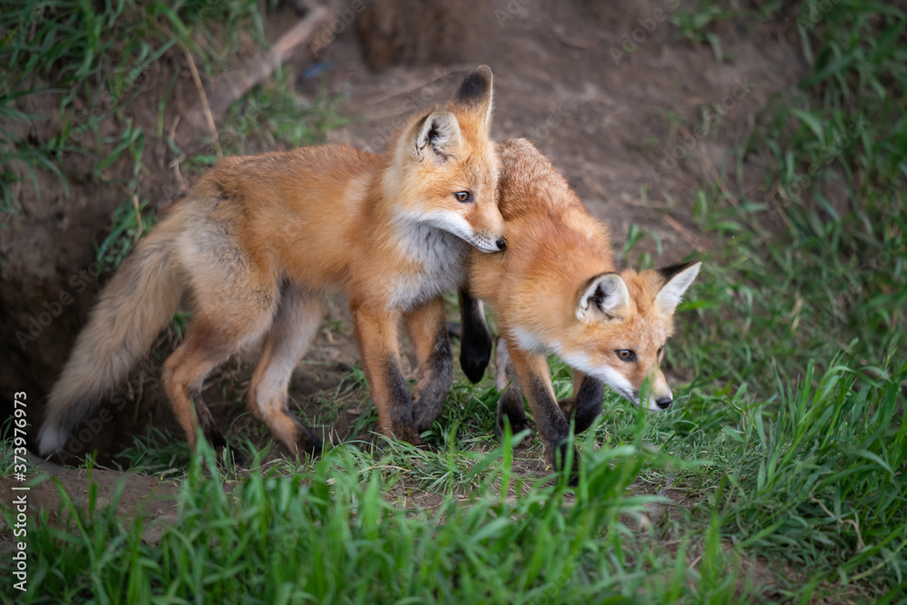 Red fox kit in the wild Red fox kit in the wild