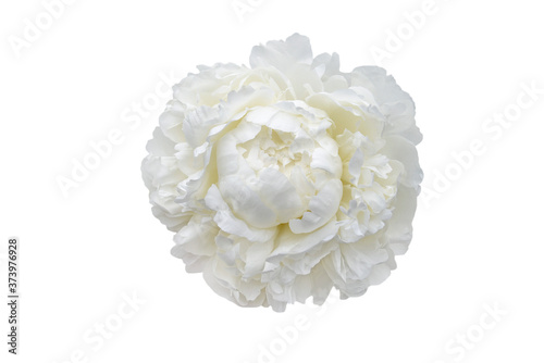 Fototapeta Naklejka Na Ścianę i Meble -  white peony flower isolated on white