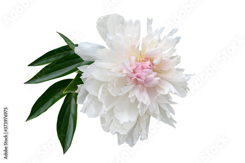 pink and wwhite peony flower with green leaves isolated on white © Elena Umyskova