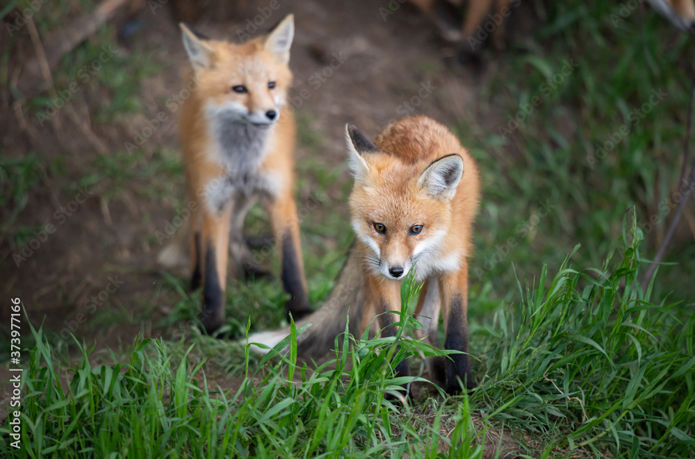 Obraz premium Red fox kit in the wild