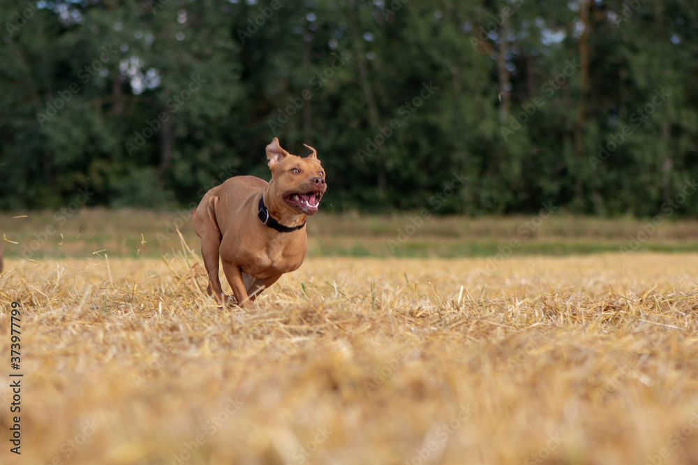 Handsome American Pit Bull Terrier runs fast on the mown field. Handsome American Pit Bull Terrier runs fast on the mown field.