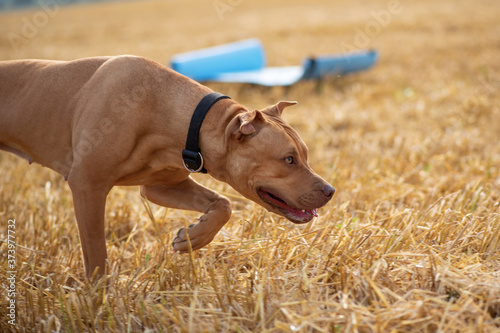 Handsome American Pit Bull Terrier runs fast on the mown field. © shymar27