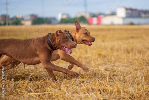 Handsome American Pit Bull Terrier runs fast on the mown field.