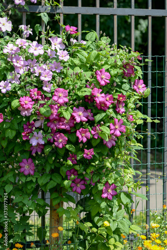 Fototapeta Naklejka Na Ścianę i Meble -  pink clematis flowers in the garden
